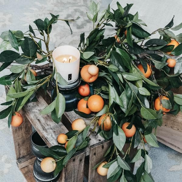 Citrus Tree - Orange Citrus Soy Candle - Abundia House